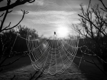 An image illustrating Découvrir les 4 piliers du SEO pour propulser votre présence en ligne